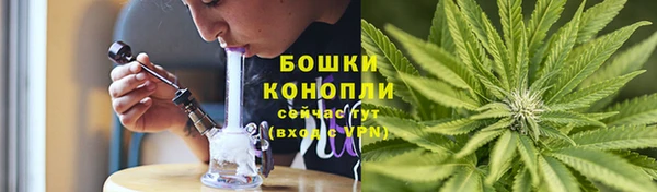 прущие грибы Волоколамск